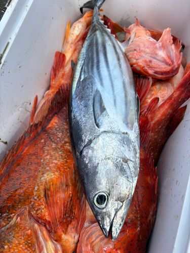 カツオの釣果