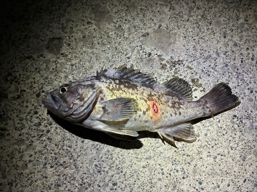 クロソイの釣果