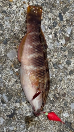 アカササノハベラの釣果