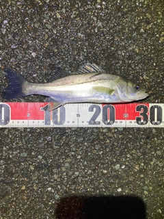 セイゴ（マルスズキ）の釣果