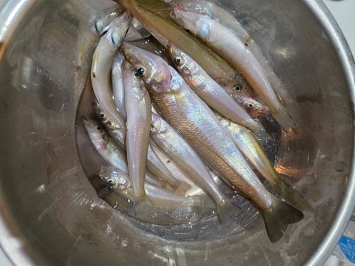 キスの釣果