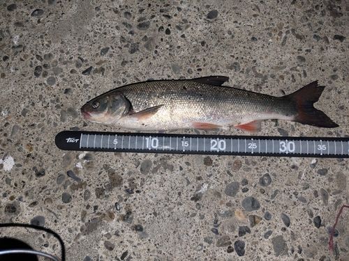 ウグイの釣果
