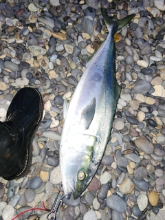 ワラサの釣果