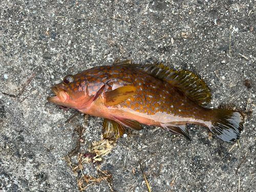キジハタの釣果