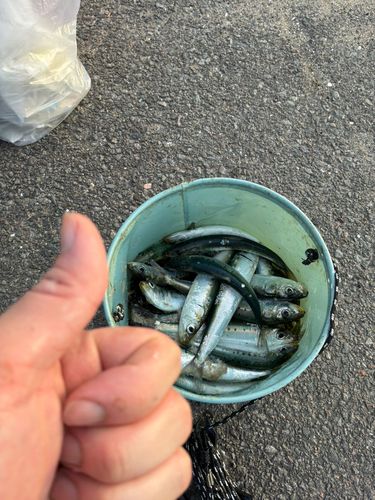イワシの釣果