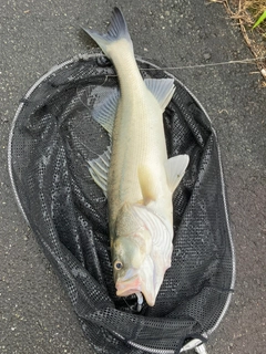 タイリクスズキの釣果