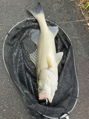 タイリクスズキの釣果