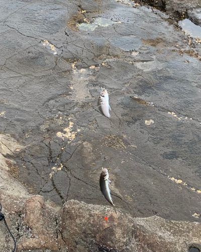 マアジの釣果