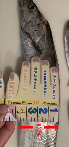 タチウオの釣果