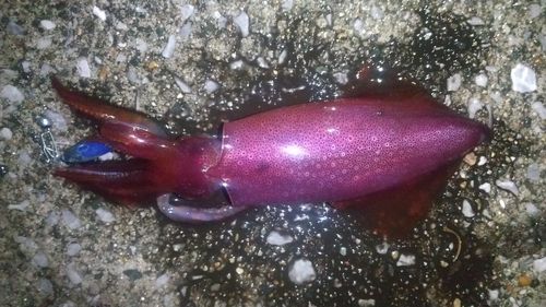 ケンサキイカの釣果