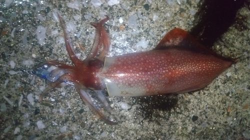 ケンサキイカの釣果