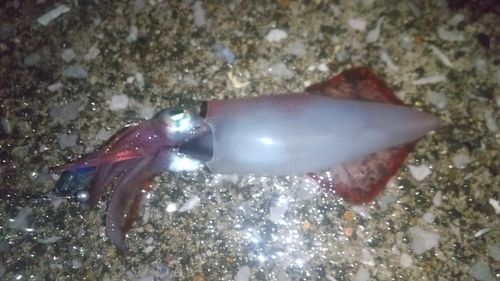ケンサキイカの釣果