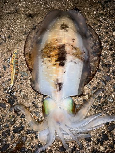 アオリイカの釣果