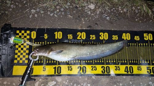 ナマズの釣果