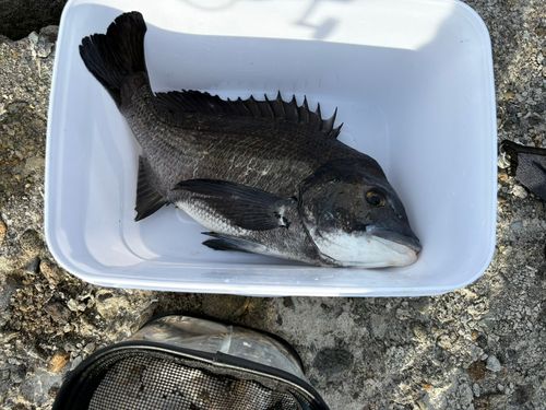 チヌの釣果