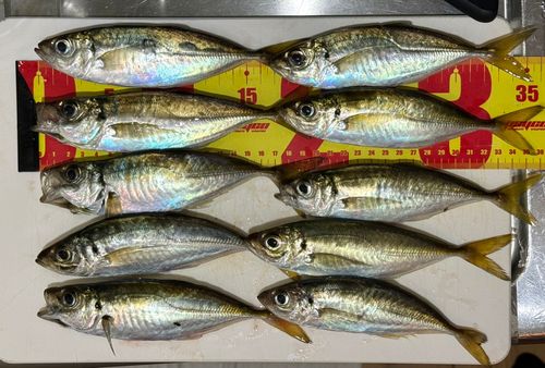アジの釣果