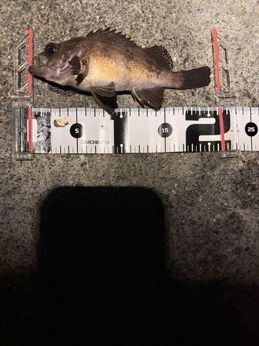 メバルの釣果