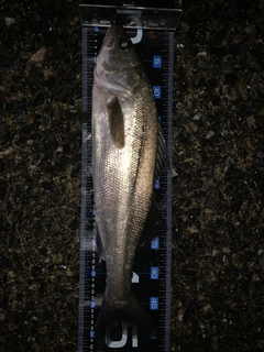 フッコ（マルスズキ）の釣果