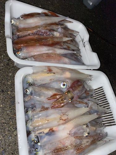 ヤリイカの釣果