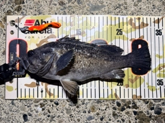 クロソイの釣果