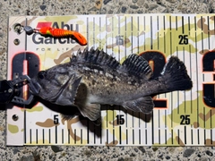 クロソイの釣果