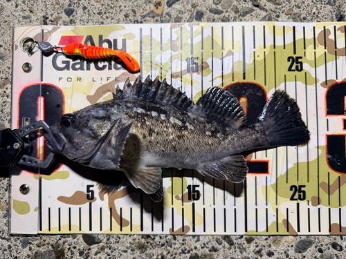 クロソイの釣果