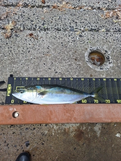 キジハタの釣果
