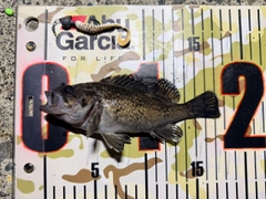 クロソイの釣果