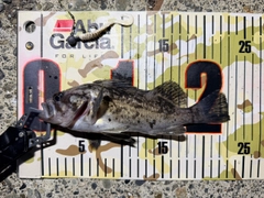 クロソイの釣果
