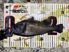クロソイの釣果