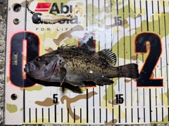 クロソイの釣果