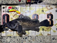 クロソイの釣果