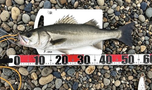 フッコ（マルスズキ）の釣果
