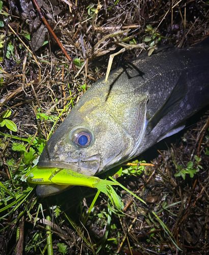 スズキの釣果