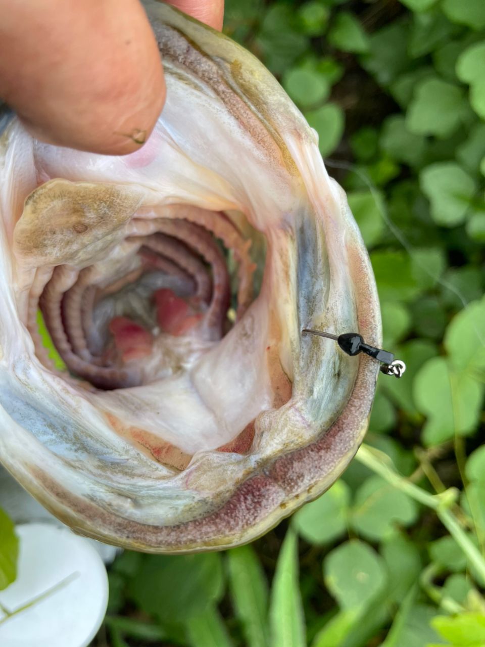 ブラックバスの釣果写真