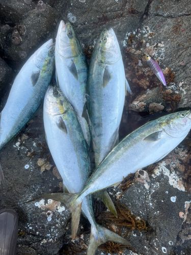 ブリの釣果