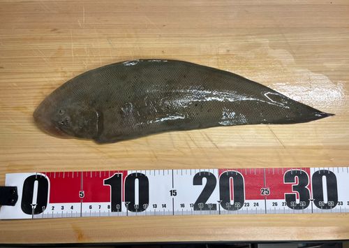 ウシノシタの釣果