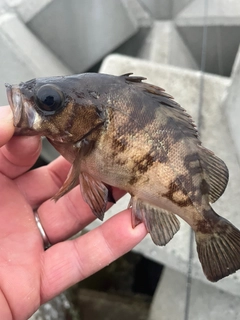 メバルの釣果