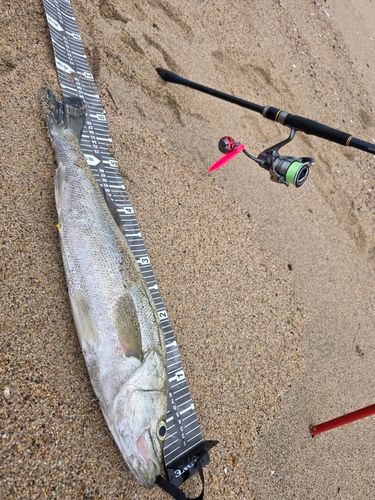 スズキの釣果
