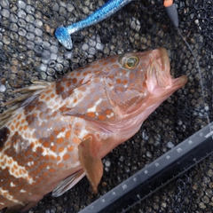 キジハタの釣果