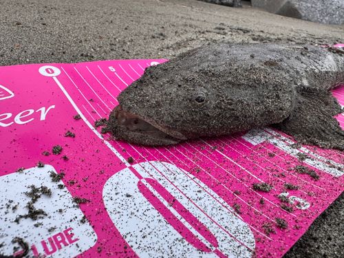 マゴチの釣果