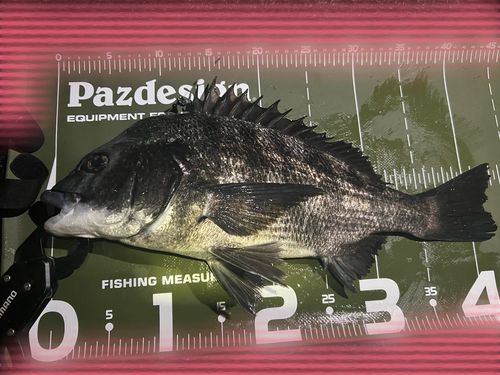 チヌの釣果
