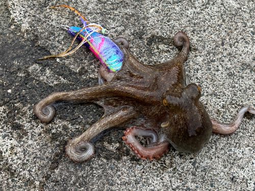 タコの釣果