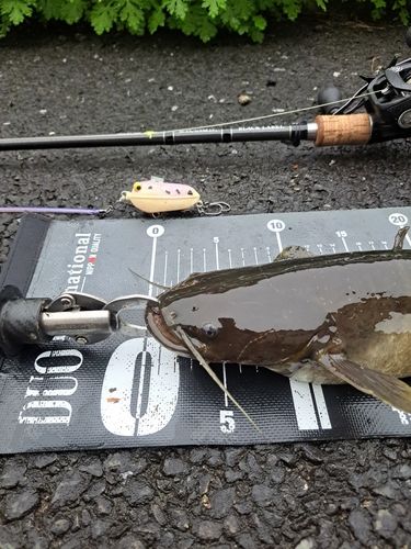 ナマズの釣果