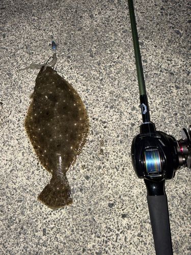 ヒラメの釣果