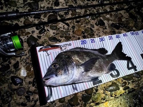 クロダイの釣果