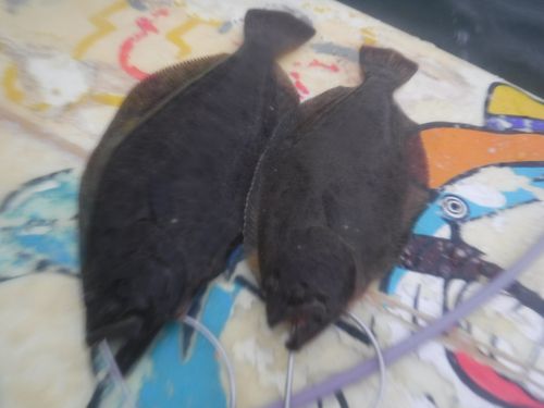 釣果