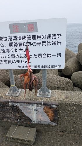 タコの釣果