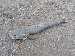 マゴチの釣果