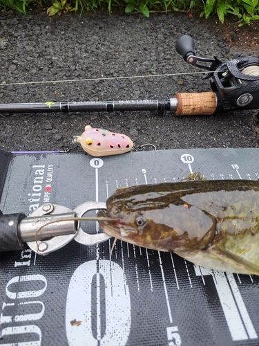 ナマズの釣果